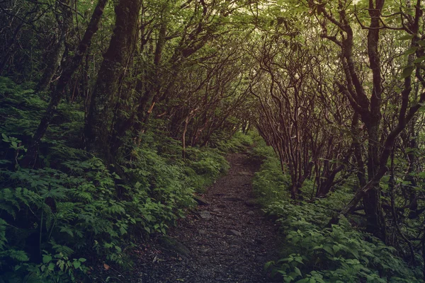 Dark pathway in the forest.