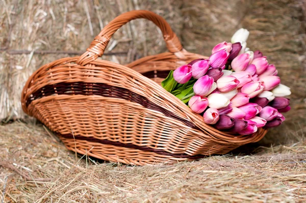 Tulips in the basket on the background of hay.