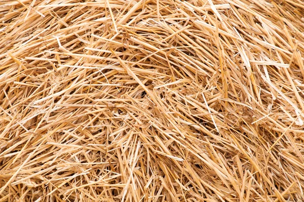 Background of straw on the field after harvest.