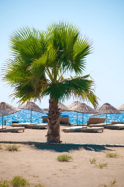 Sea resort, scenic sandy beach with palm trees