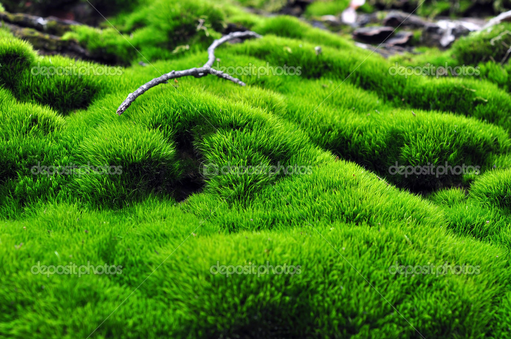 Grüne Fläche des Mooses — Stockfoto © evgovorov 37799903