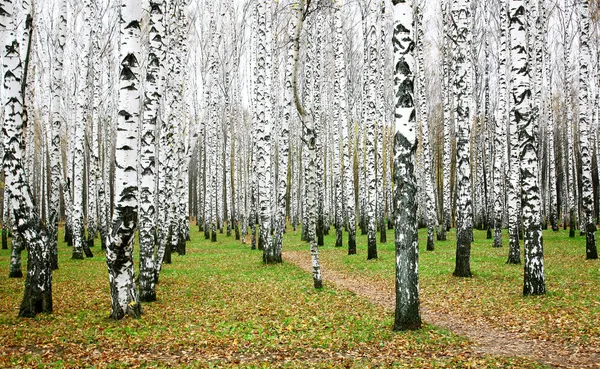 October autumn birch grove