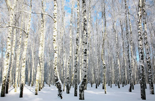 Snowy winter forest in sunlight
