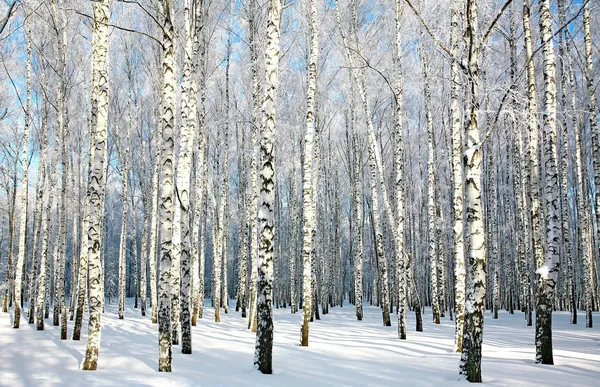 Birch forest with covered snow branches in sunlight