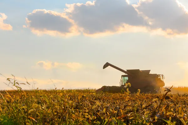 Corn Harvesting Machine in Action