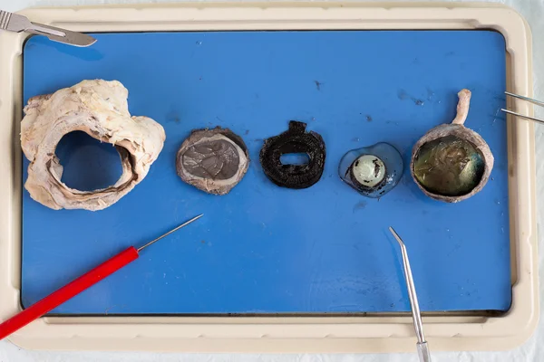 Dissecting a sheep eye