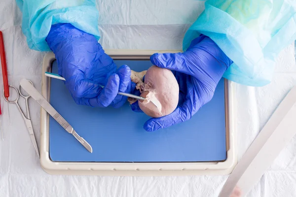 Medical student dissecting a sheep kidney