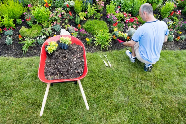 Gardener landscaping a garden