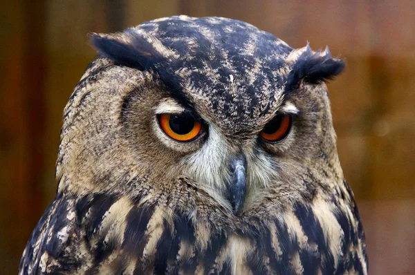 Owl animal nature eyes