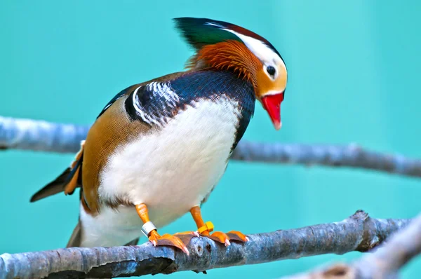 Mandarin Duck