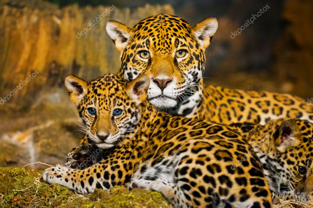 Filhotes de onça-pintada — Fotografias de Stock © kwiktor #20613757
