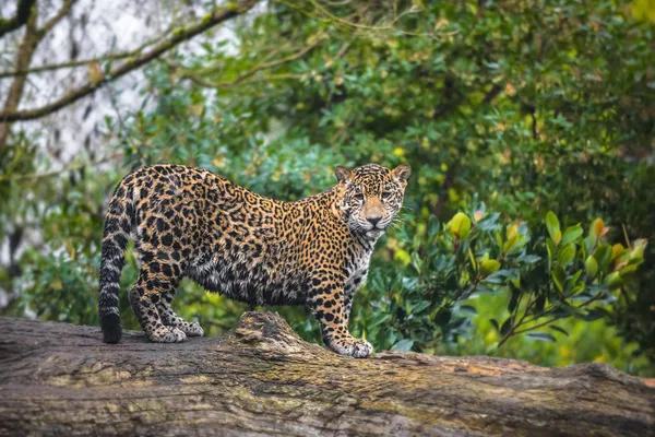 Young Beautiful Jaguar