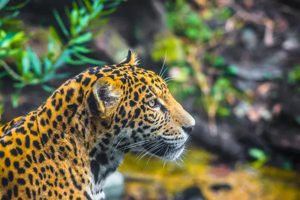 Beautiful Young Jaguar