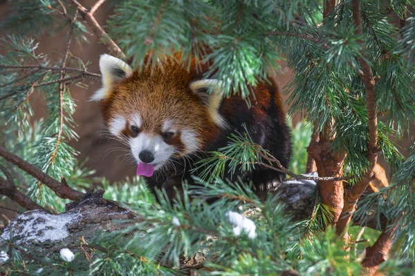 Red Panda in the pine trees