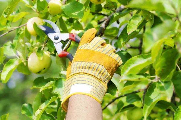 Hand in glove with gardener shears near apple tree