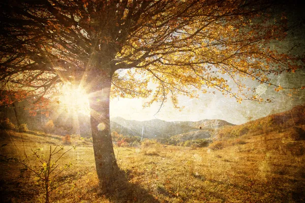Lonely beautiful autumn tree - vintage photo