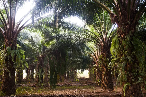 Palm trees plantation