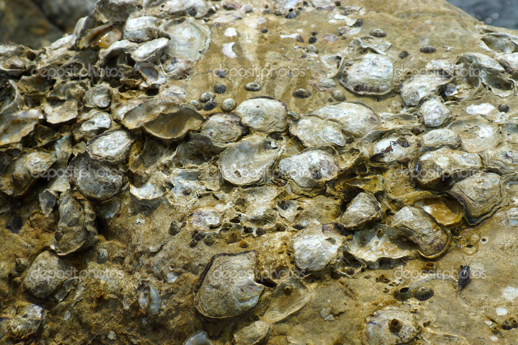 Many oyster shells embedded with the rock — Stock Photo © Noppharat_th