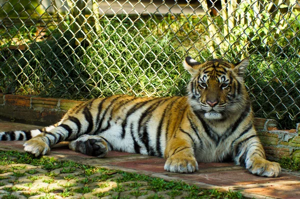 Royal Bengal tiger