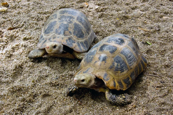 Land turtle moving slowly on the land