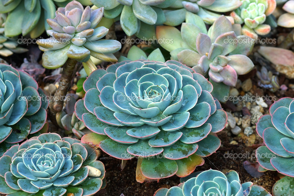 How to Propagate Succulent Plant Cuttings (with) How to Propagate Succulent Plant Cuttings (with)