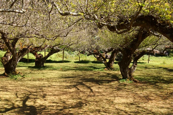 Chinese plum tree, Japanese apricot tree.