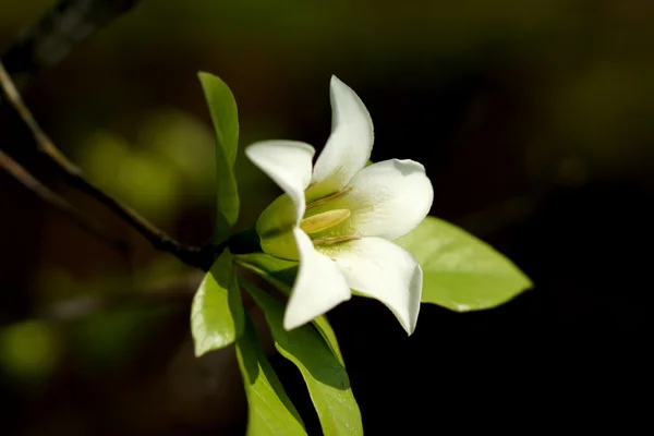 The white flower of Gardenia hydrophila.