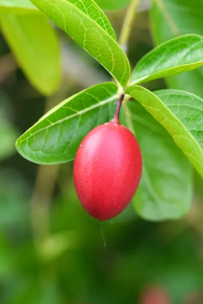 Super fruit on tree.