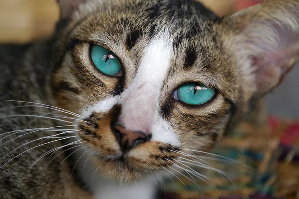 Blue eyes of Bengal cat.