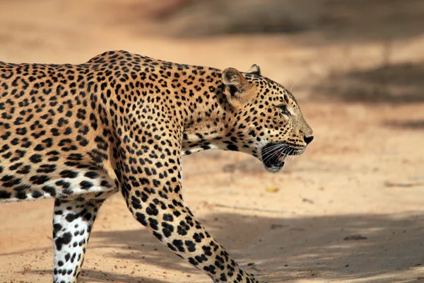 Profile View of a Walking Leopard