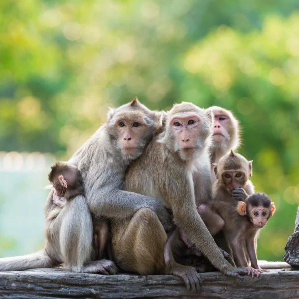 Monkey family