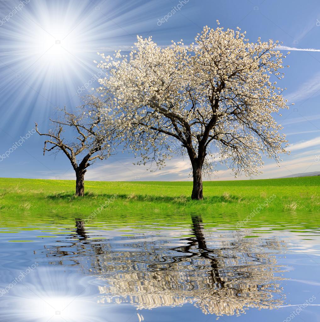 Alive and dead cherry tree — Stock Photo © vencav 13151503