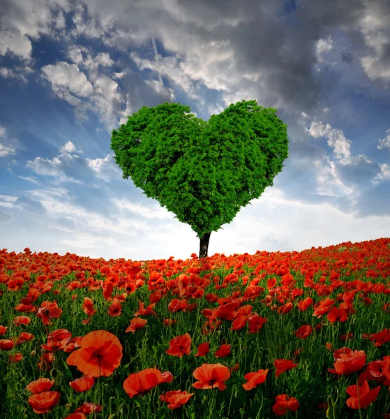 Poppy field with tree from the shape heart