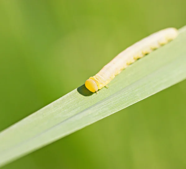 Yellow caterpillar on green long leaf