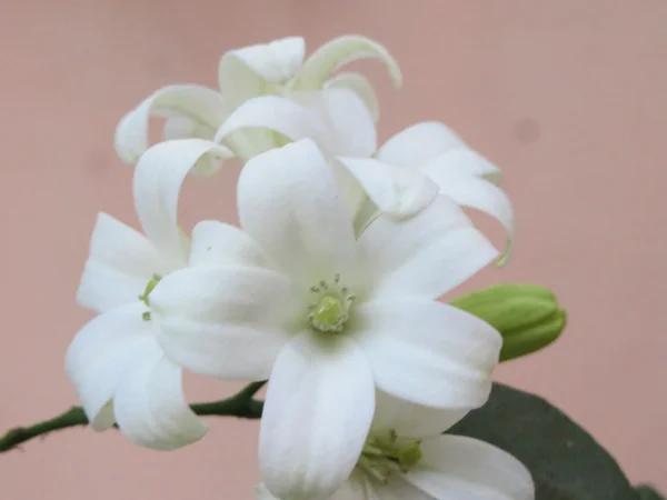Smelling Jasmine Flower