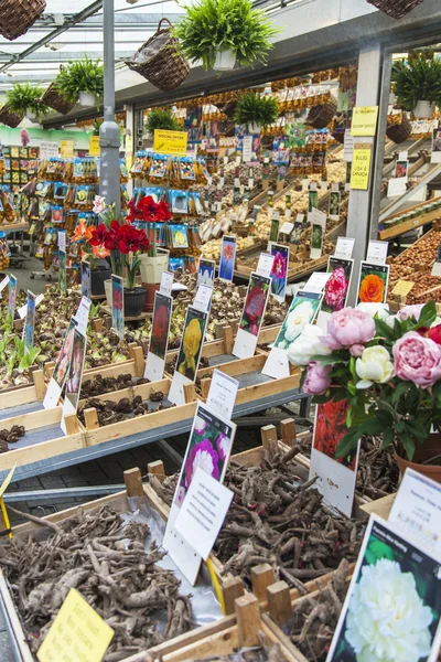 Amsterdam, Netherlands, on July 8, 2014. Sale of plants and seeds in the Flower market of Amsterdam. The flower market - one of known sights of the city