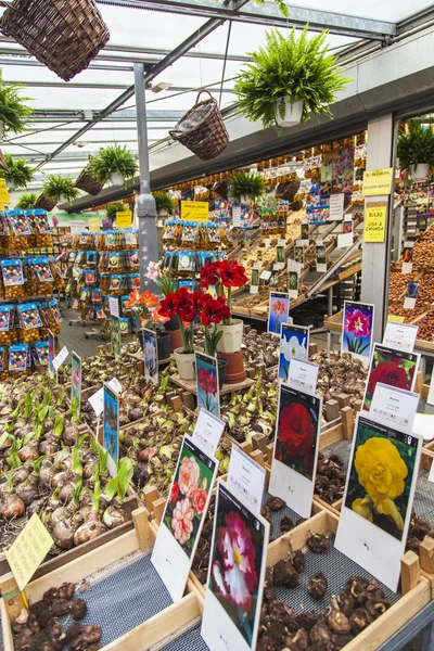 Amsterdam, Netherlands, on July 8, 2014. Sale of plants and seeds in the Flower market of Amsterdam. The flower market - one of known sights of the city