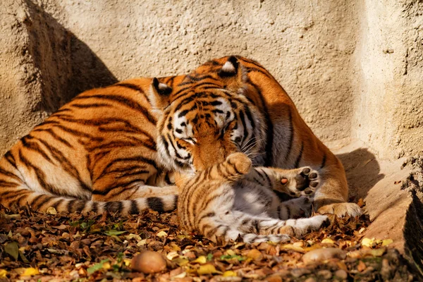Tiger mum