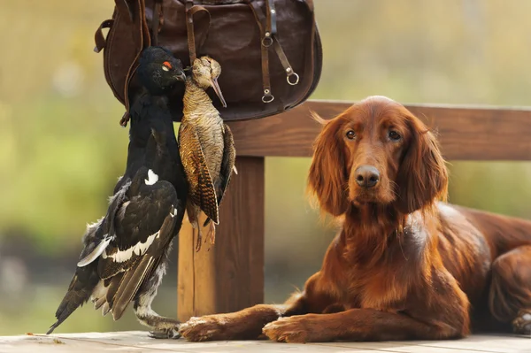 Gun dog near to trophies, horizontal, outdoors