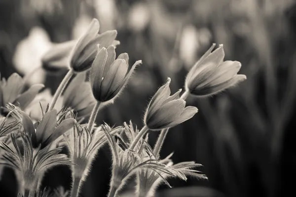 Black and white photo of snowdrops