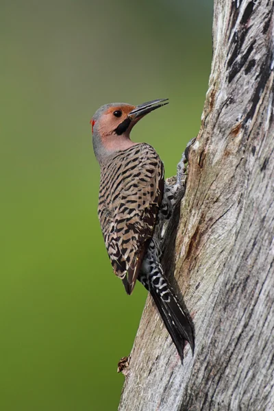 Woodpecker building a nest