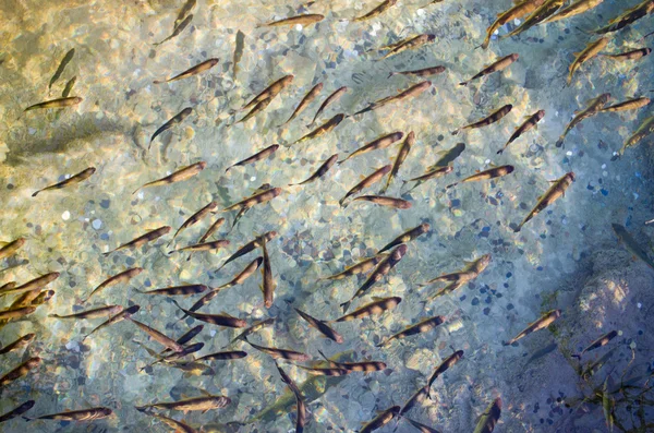A lot of fishes in Plitvice park, Croatia