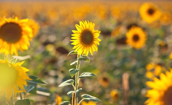 Yellow sunflower on the perfect field