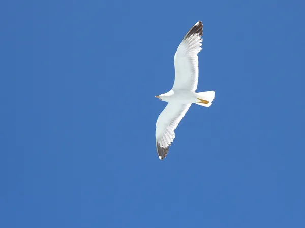 Seagulls flying over  the sea into a blue summer sky