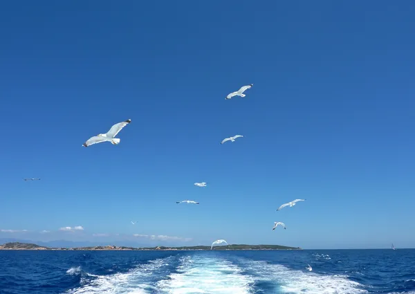 Seagulls flying over  the sea into a blue summer sky