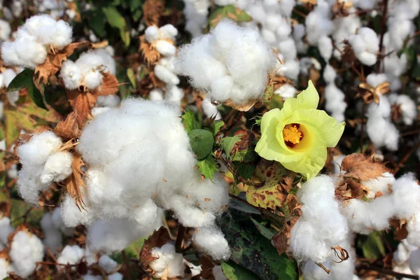 Cotton fields with ripe white cotton