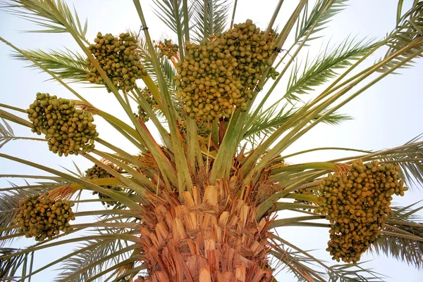 Harvest on date palm