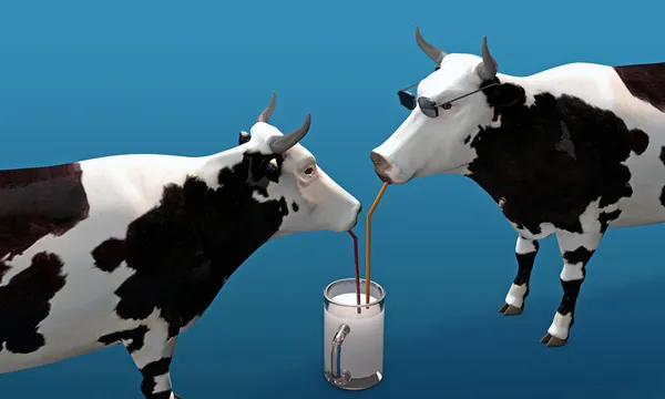 Cows drinking milk