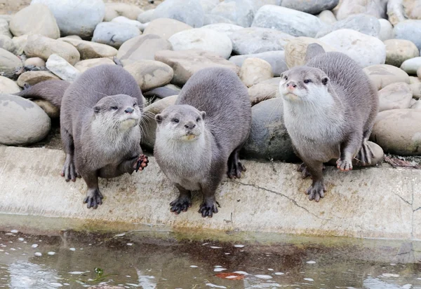 Three otters