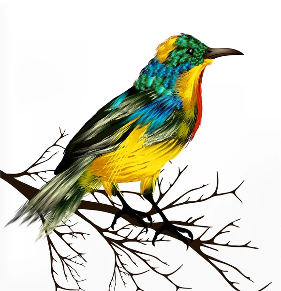 Colorful vector realistic tropical bird sit at the branch on wh